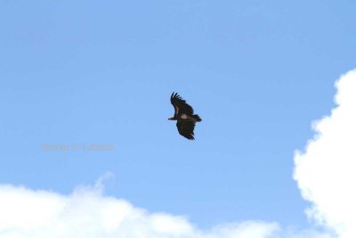 Lappet-faced Vulture (Torgos tracheliotus). Photo Stefan © Lithner
