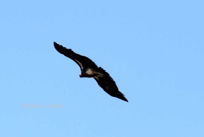 Lappet-faced Vulture (Torgos tracheliotus). Photo Stefan © Lithner