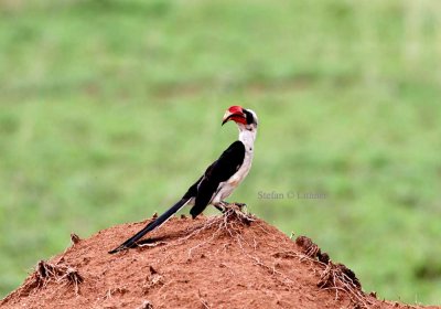 Von der Deckens Hornbill (Tockus deckeni). Photo Stefan © Lithner