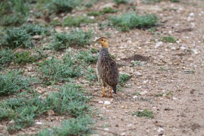 Coqui Francolin (Peliperdix coquoi). Photo Stefan © Lithner
