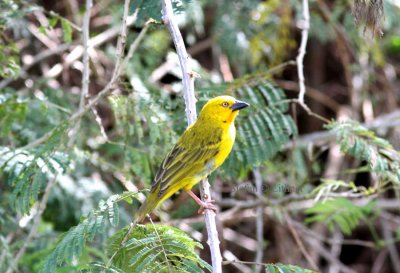 Holubs Golden Weaver (Ploceus xanthops). Photo Stefan © Lithner