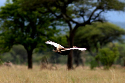 Hartlaubs Bustard (Eupodotis hartlaubii). Photo Stefan © Lithner