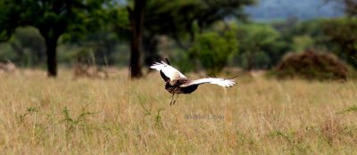 Hartlaubs Bustard (Eupodotis hartlaubii). Photo Stefan © Lithner