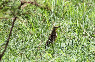 Yellow-throated longclaw (Macronyx croceus). Photo Stefan © Lithner -1.jpg