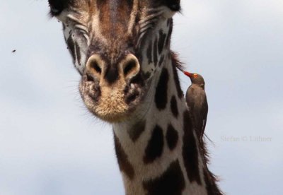 Red-billed oxpecker (Buphagus erythrorhynchus). Photo Stefan © Lithner