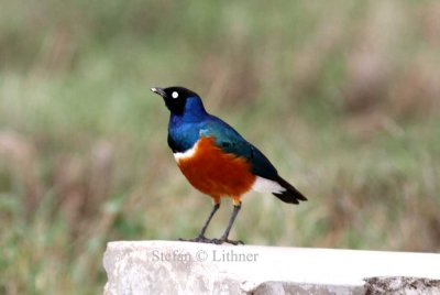 Superb Starling (Lamprotornis superbus). Photo Stefan © Lithner
