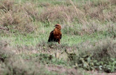 Steppe Buzzard (Buteo (buteo) vulpinus). Photo Stefan © Lithner
