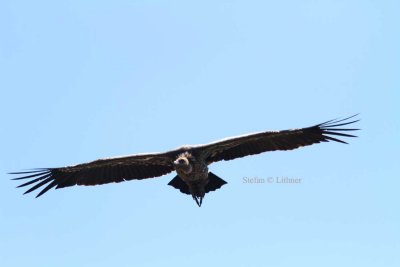 Rüppell´s Vulture (Gyps rruepellii). Photo Stefan © Lithner
