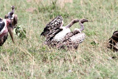 Rüppell´s Vulture (Gyps rruepellii). Photo Stefan © Lithner