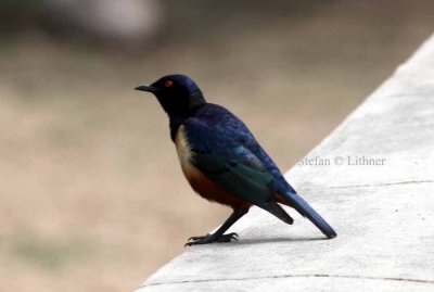 Hildebrandt´s Starling (Lamprotornis hildebrandti). Rüppells vulture (Gyps rruepellii). Photo Stefan © Lithner