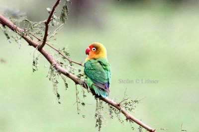 Fischer´s Lovebird (Agapornis fischeri). Photo Stefan © Lithner
