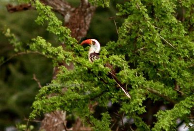 Tanzanian Red-billed Hornbil (Tockus ruahae). Photo Stefan © Lithner