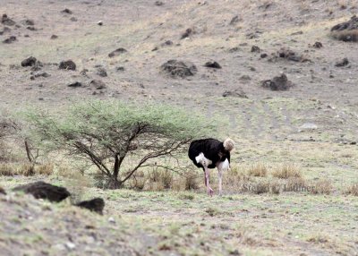 Masai Ostrich (Struthio camelus masaicus). Photo Stefan © Lithner