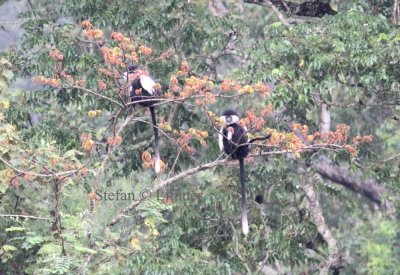 Angola Colobus (Colobus angolensis).  Photo Stefan  Lithner 