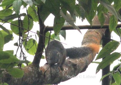 Luschoto Mountain Squirrel (Paraxerus vexillarius).  Photo Stefan  Lithner 