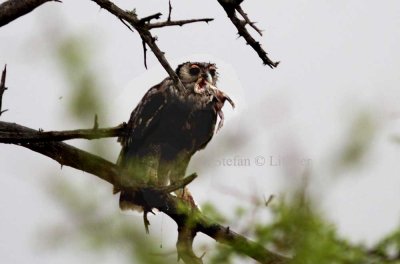 Verraux´´s Eaagle-owl (Bubo lacteus) with catch of Edible Bull-frog (Pyxicephalus edulus). Photo Stefan © Lithner