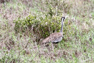 Hartlaubs Bustard (Eupodotis hartlaubii). Photo Stefan © Lithner