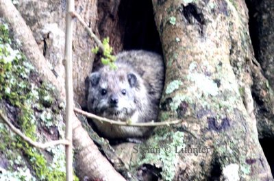 Southern Tree Hyrax (Dendrohyrax arboreus). Photo Stefan  Lithner 