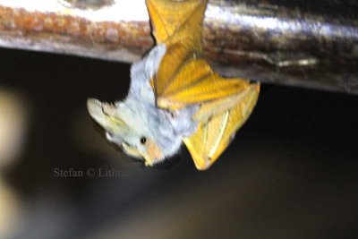 Yellow-winged Bat (Lavia frons). Photo Stefan  Lithner 
