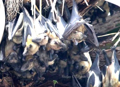 Straw-coloured Fruit Bat (Eidolon helvum). Photo Stefan  Lithner 