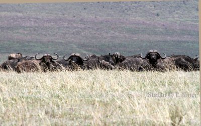 African Buffalo (Syncerus cafer). Photo Stefan  Lithner 
