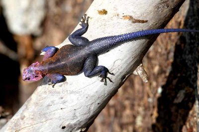 Mwanza Flat-headed Agama (Agama mwanzae). Photo Stefan  Lithner