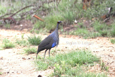 Vulturin Guineafowl (Acryllium vulturinum). Photo Stefan © Lithner