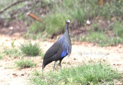 Vulturin Guineafowl (Acryllium vulturinum). Photo Stefan © Lithner