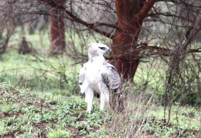 Martial Eagle (Pollemaetus bellicosus) juv. Photo Stefan © Lithner