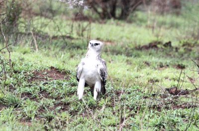 Martial Eagle (Pollemaetus bellicosus) juv. Photo Stefan © Lithner