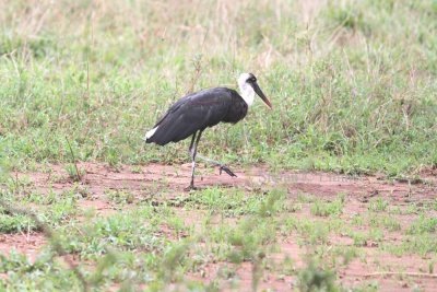 Wolly-necked Stork (Ciconia episcopus). Martial Eagle (Pollemaetus bellicosus) juv. Photo Stefan © Lithner