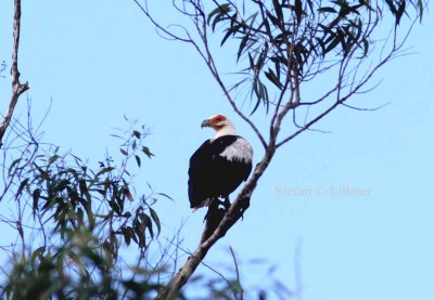 Palmnut Vulture (Gypsohierax angolensis). Martial Eagle (Pollemaetus bellicosus) juv. Photo Stefan © Lithner