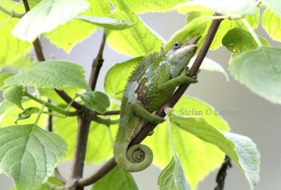 sambara Two-horned Chameleon (Chameleo fischeri) subad. Photo Stefan  Lithner