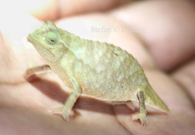 Bearded Pygmy Chameleon (Rhampholeon brevicaudatus).  Photo Stefan  Lithner
