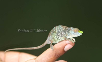 Usambaba Soft-horned Chameleon (Chameleo tenue).  Photo Stefan  Lithner