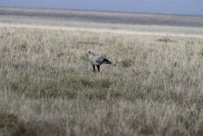 Secretary Bird (Sagittarius serpentarius