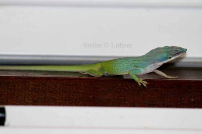 Cuban green anole (Anolis porcatus). Photo Stefan  Lithner