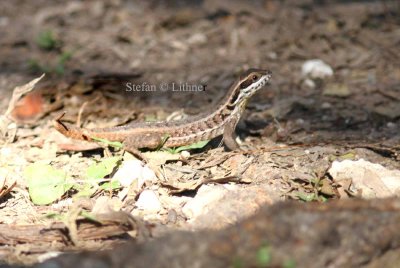 Cuban curlytailed lizard (Leiocepalos cubensis). Cuban green anole (Anolis porcatus). Photo Stefan  Lithner