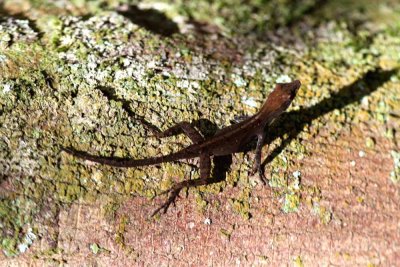 Habana anole (Anolis homolechis) dark morph. Photo Stefan  Lithner