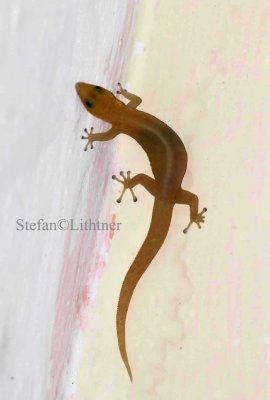 Yellow-headed gecko (Gonatodes albogularis). Habana anole (Anolis homolechis) dark morph. Photo Stefan  Lithner