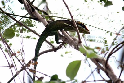Lizards in Cuba 2016