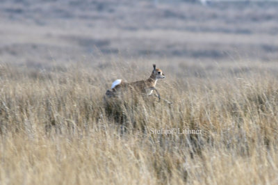 About ten years ago nobody knew for sure if any Przewalski´s gazelles (Procapra przewalskii) still existed in the wild.
