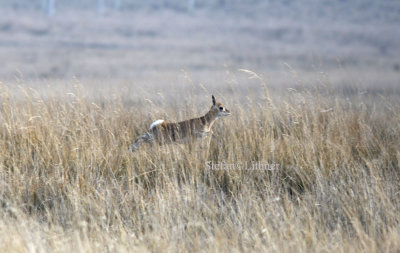 Major threat is increasing human pressure due to propagation and fragmentation of remaining habitat.