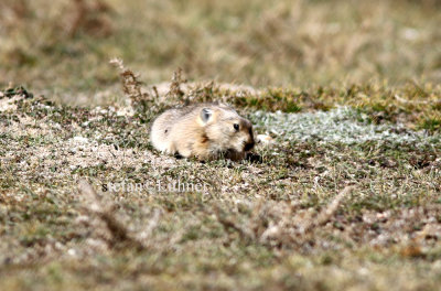 According to Smith & Yan Xie; A G to the Mammals of China 24 species of pikas are recognized in China. 