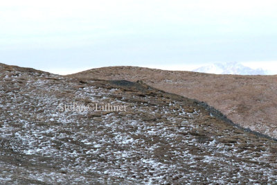 It is found insteppes with rocky outcrops, hilly deserts, in alpine zone from 450 up to at least 5050 meters a s l.