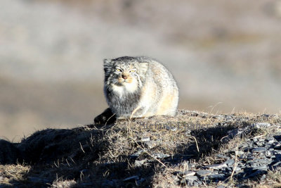 It has been treated as Near Threatened by the IUCN since 1996, and the world population is declining.
