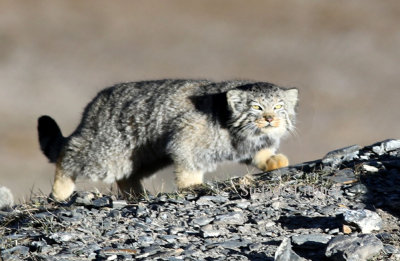 Pallas´ cat´s major prey consist of pikas and rodents. (see above)