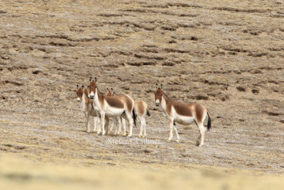 Kiang (Equus kiang). Currently the IUCN recognizes seven species of wild “horselike” species (Equidae).