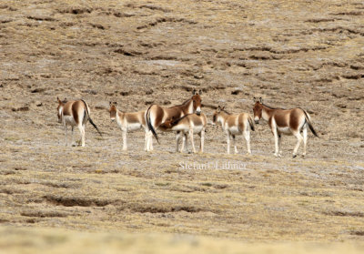 Three zebras (Grevy´s-. steppe-, and mountain-), Przewalski´s horse and 3 ass-like species (kiang, onager and African wild ass).