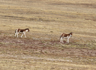 During taxonomic revisions 1967 - 1980 the onager (E. henionus) was separated from the kiang.